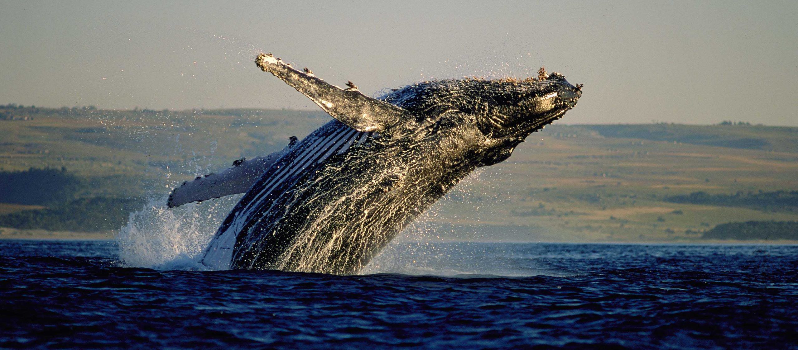 01301778 Whale Watching S Africa