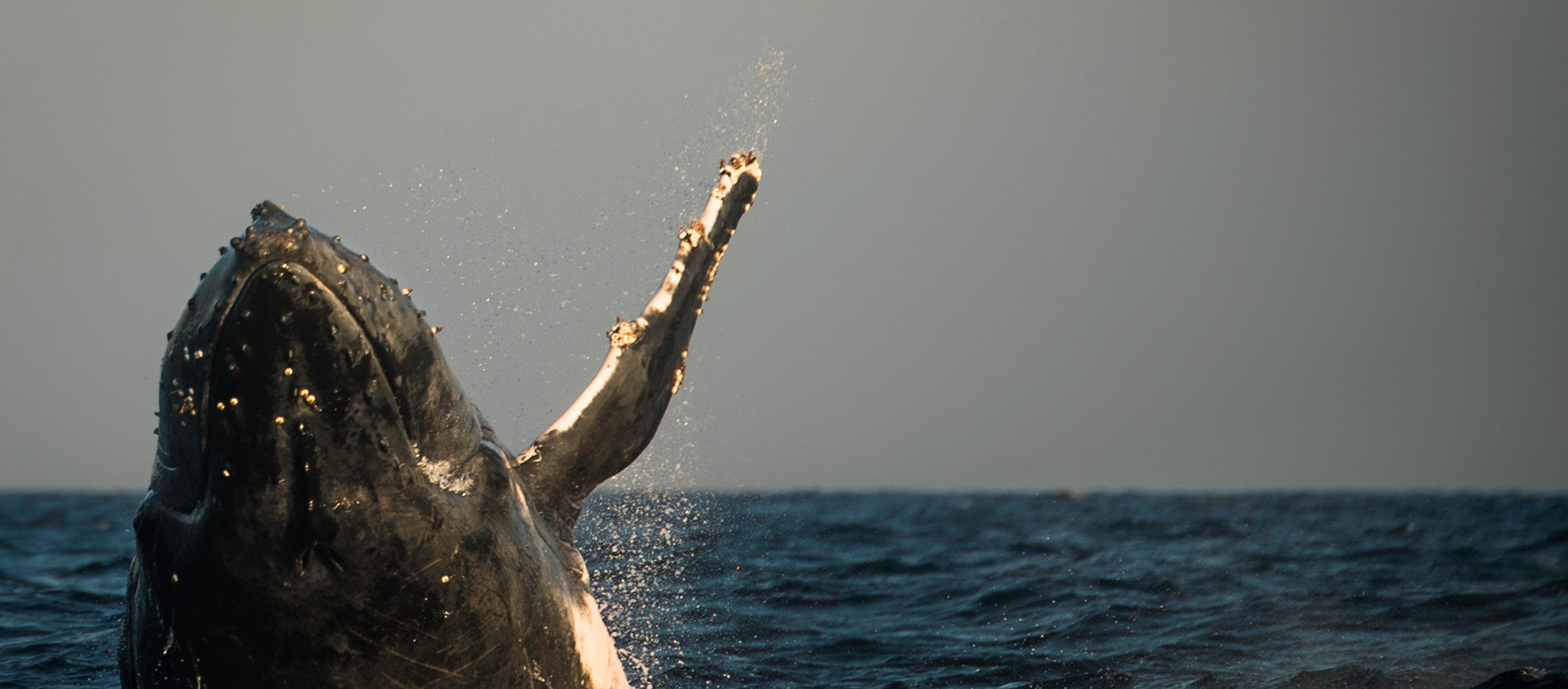 Danielle Da Silva 09124