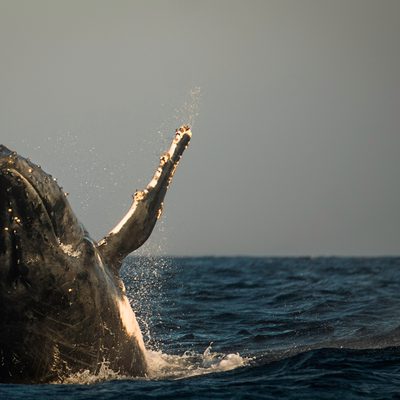 Danielle Da Silva 09124