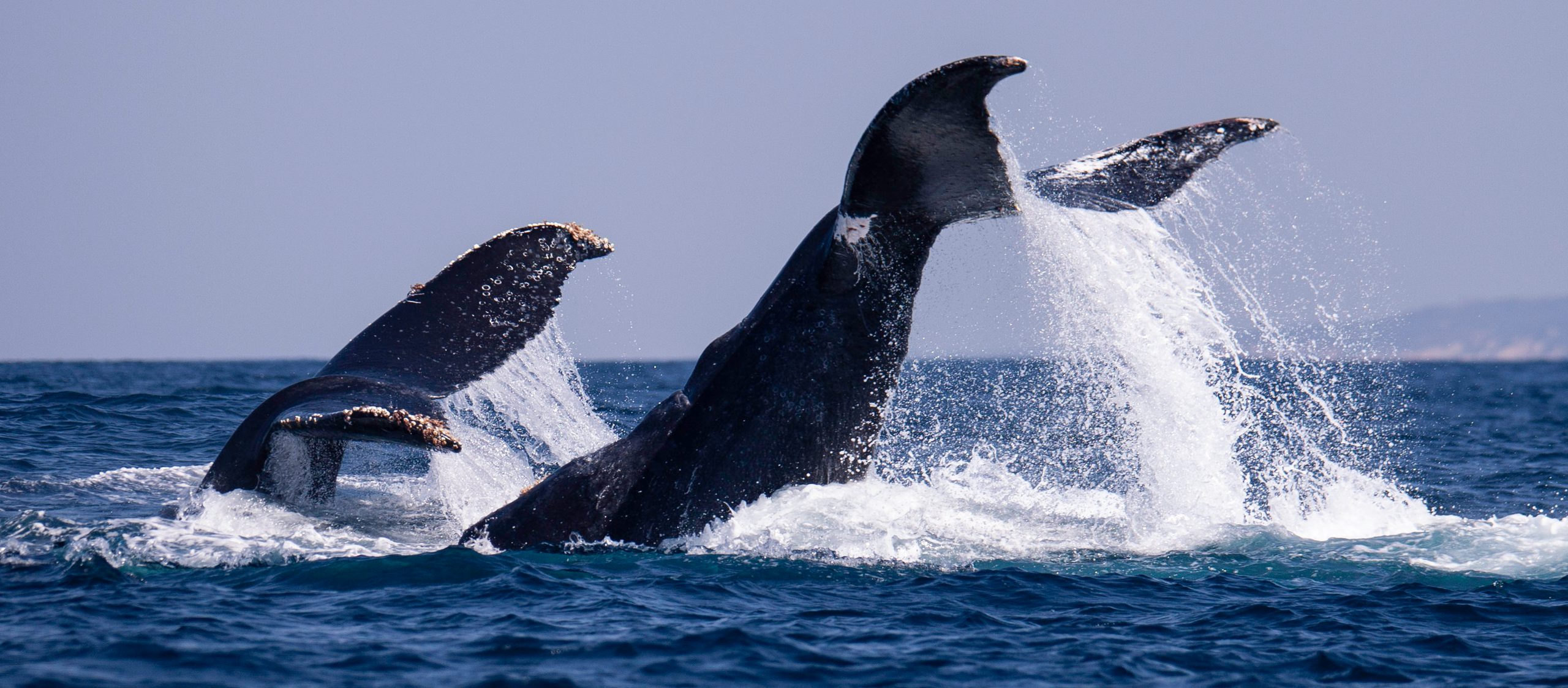 Humpbacks Lob Tailing 2
