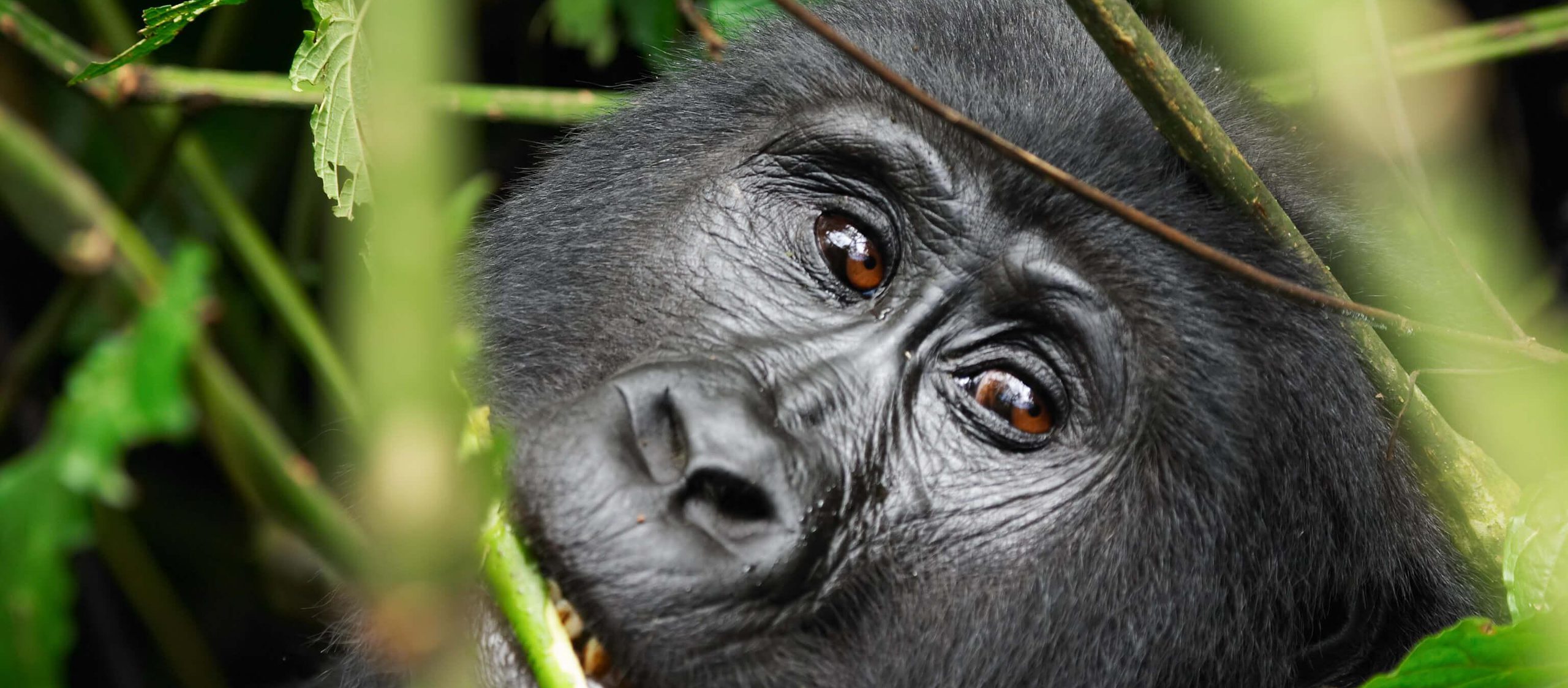 Uganda Shutterstock 2749811 Compressed