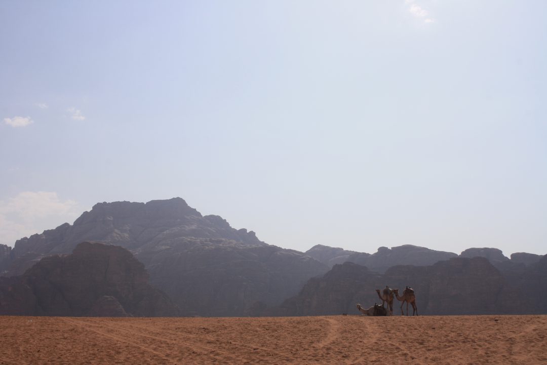 Wadi Rum Camels at Rest