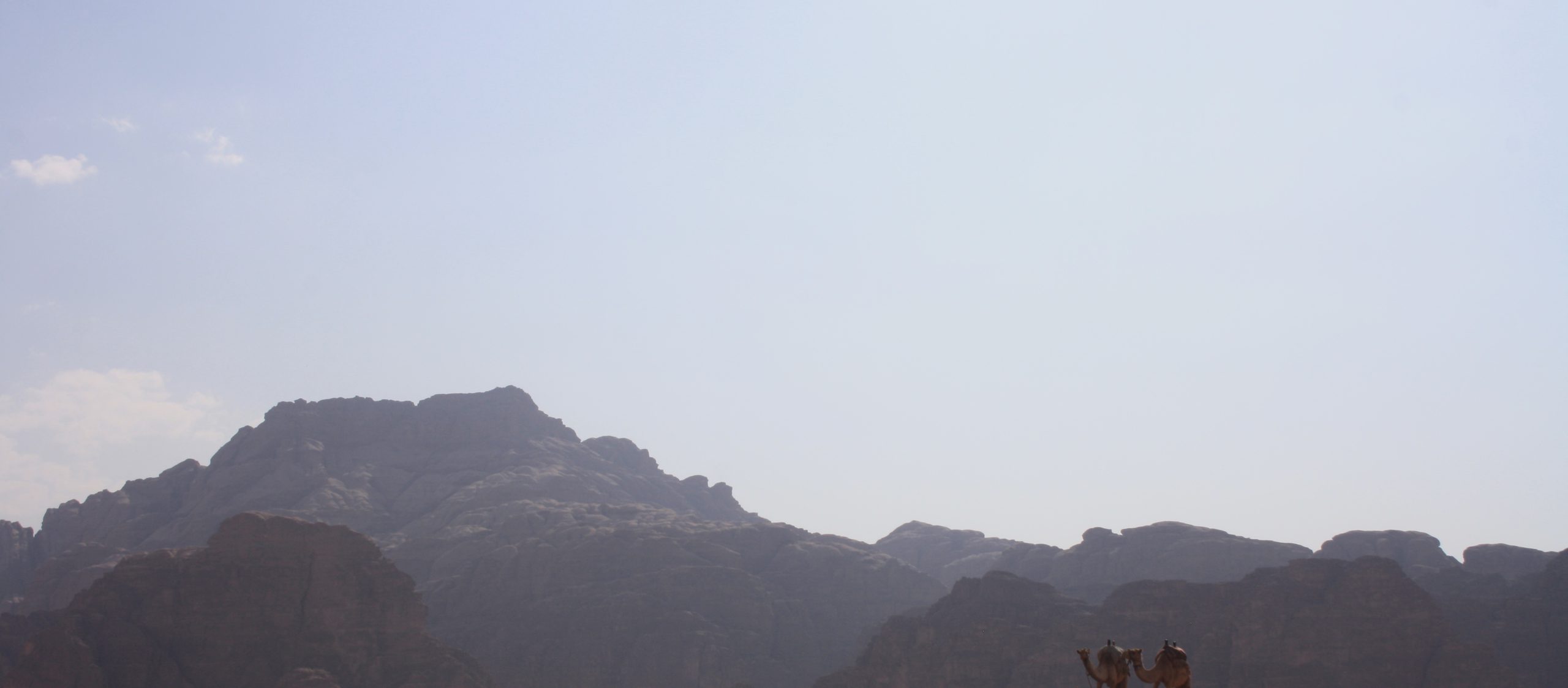 Wadi Rum Camels at Rest