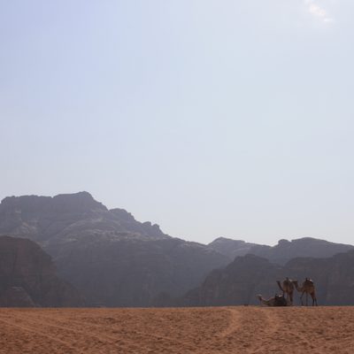 Wadi Rum Camels at Rest