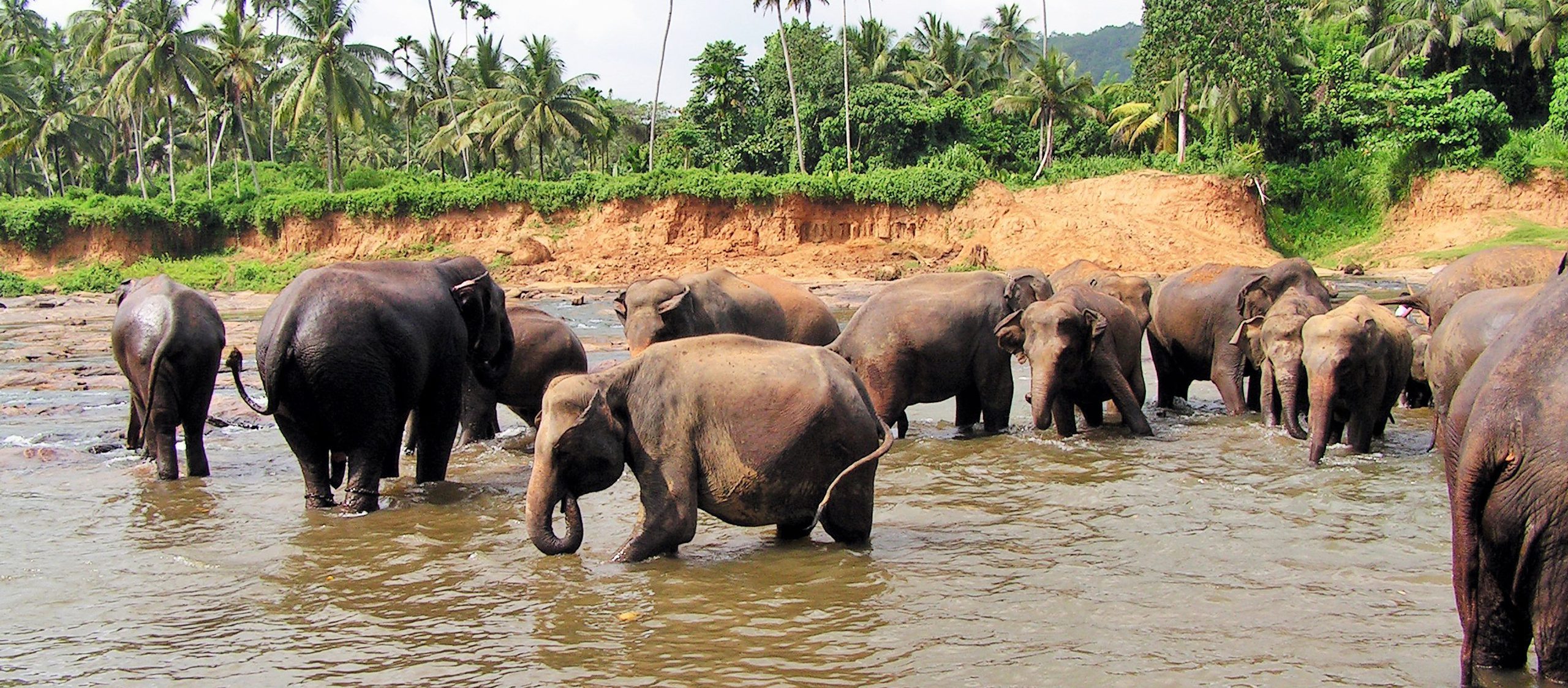 Bigstockphoto Elephant Orphanage Sri Lanka 2