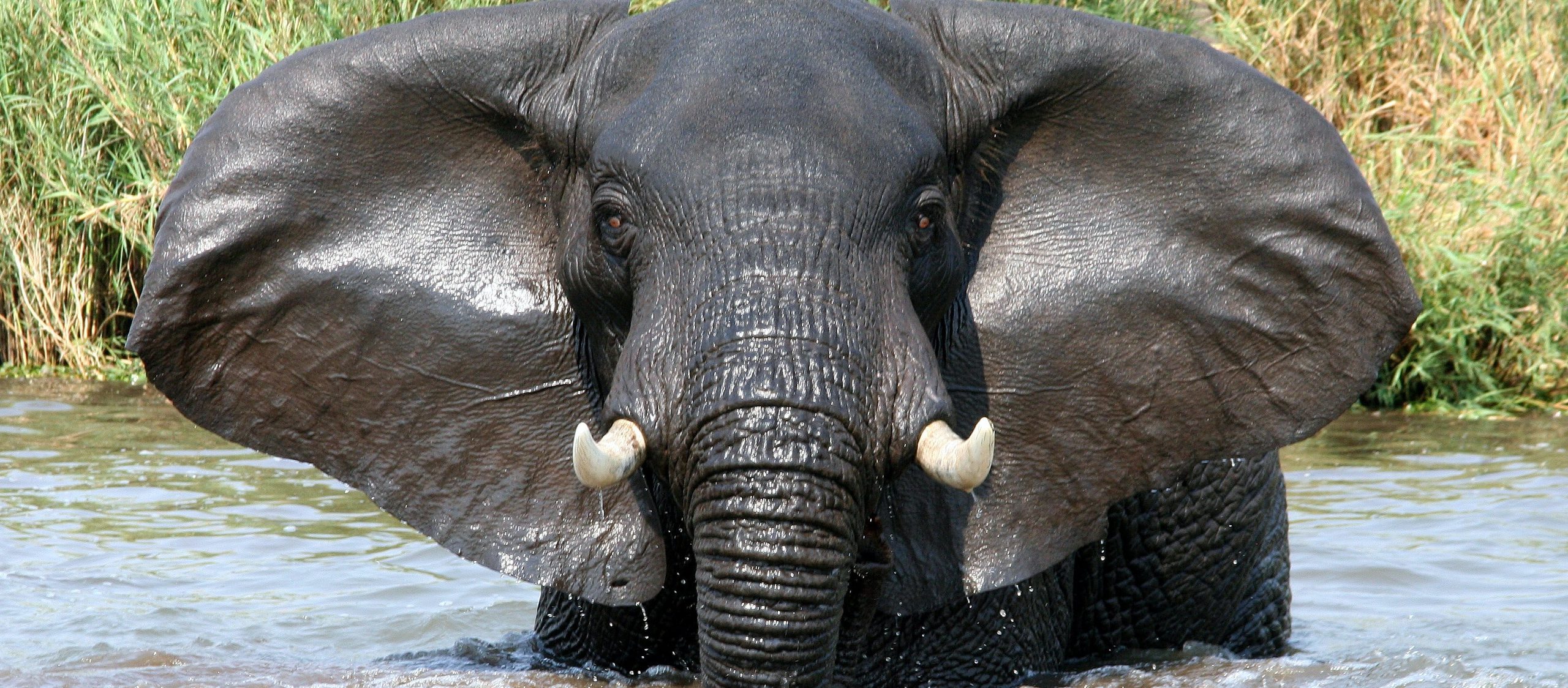 Elephant unsplash