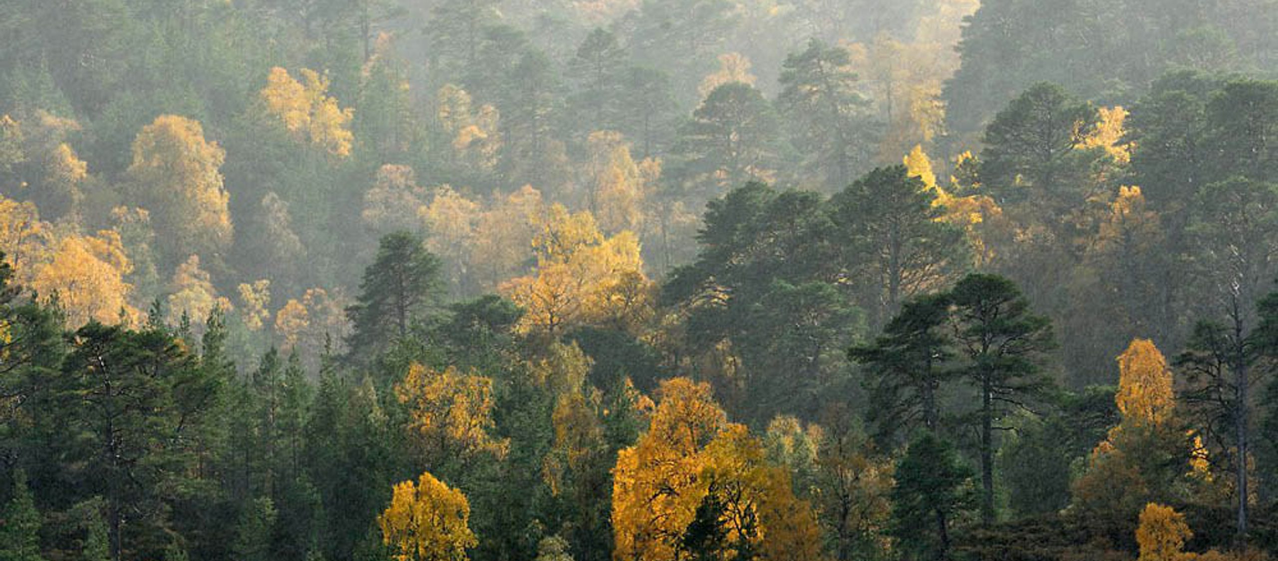 Glen Affric Pinewood 1007 L Campbell