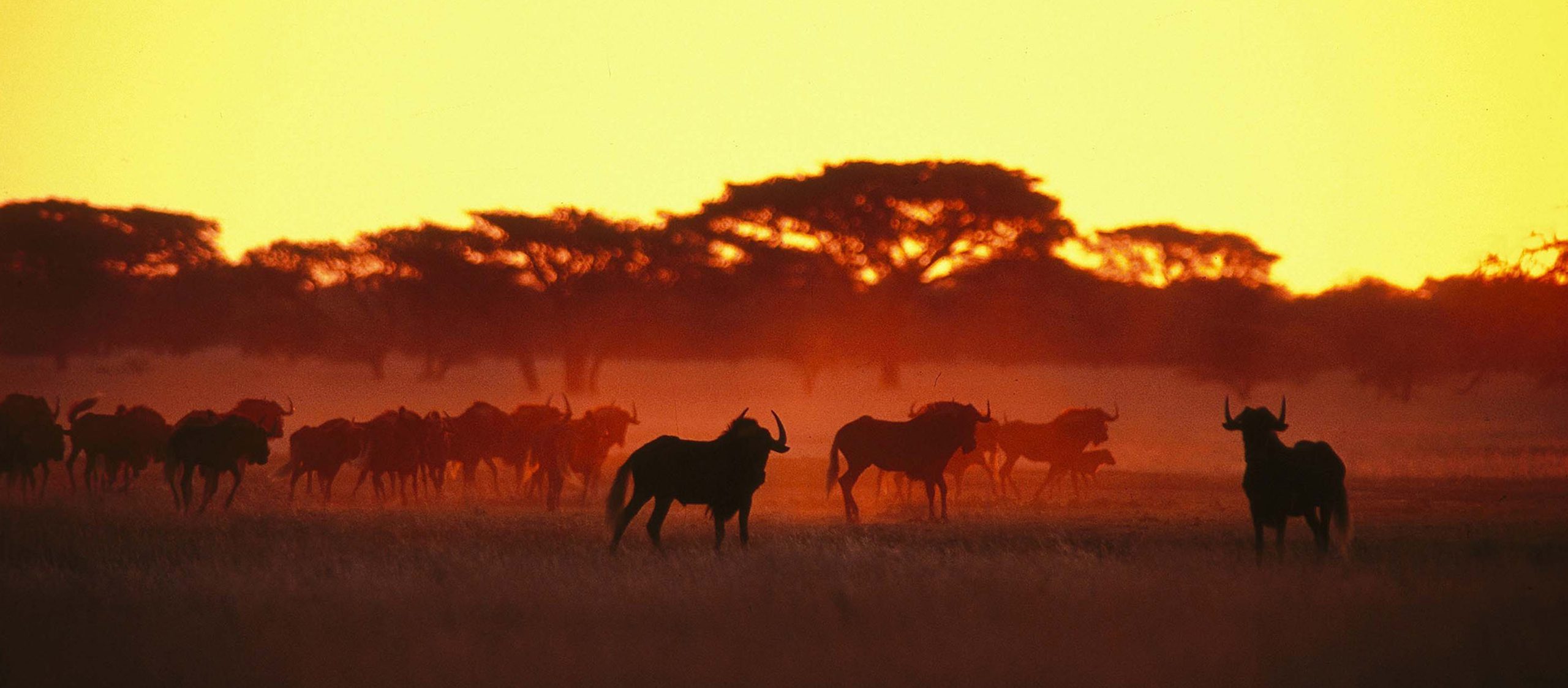 South Africa safari