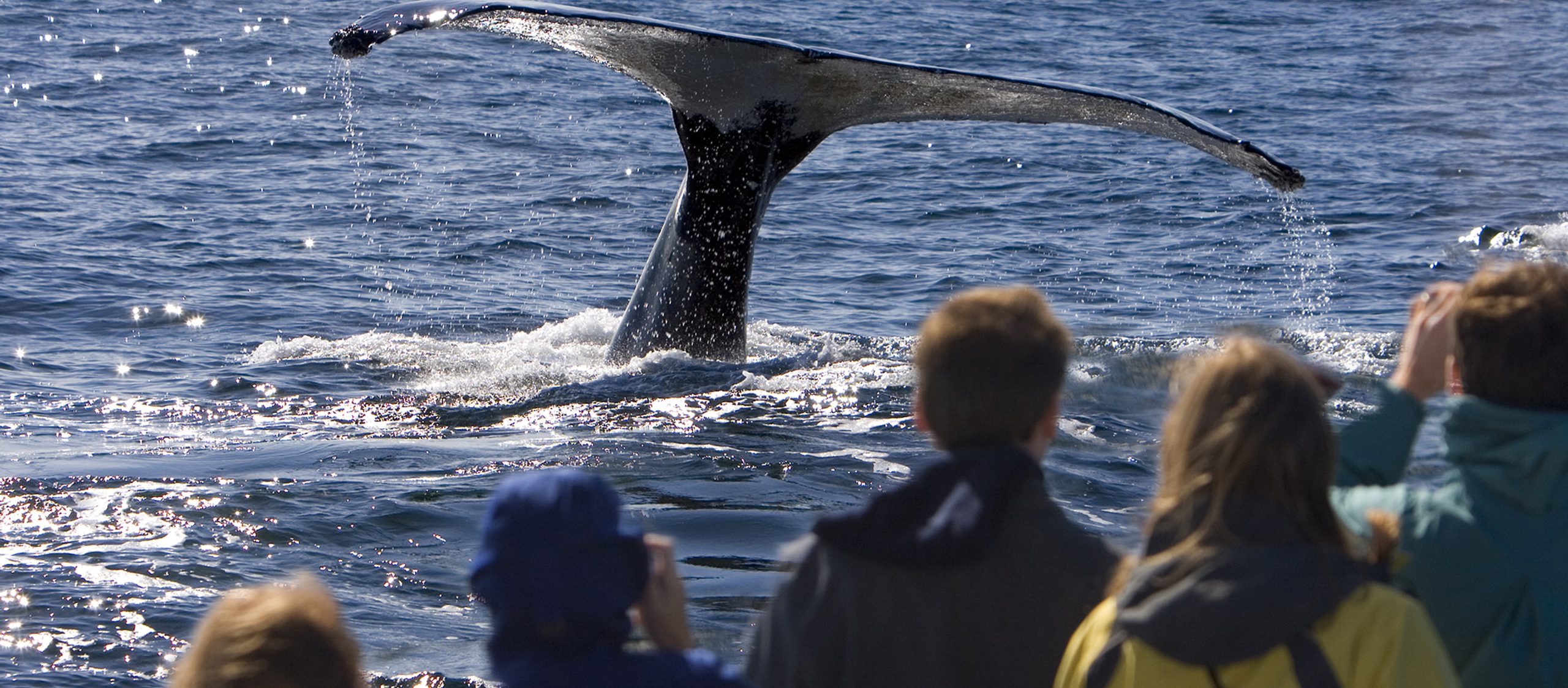 iceland school whale watching