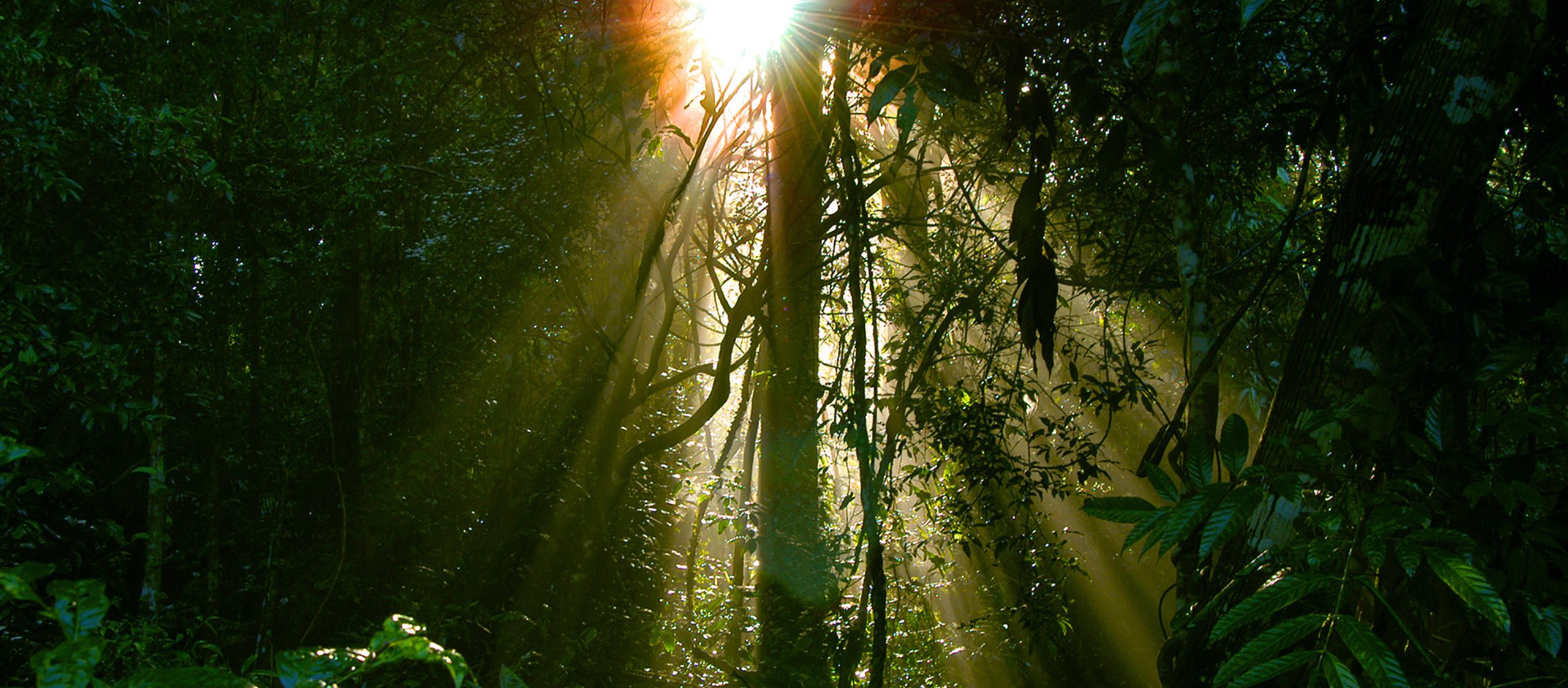 jungle sunlight