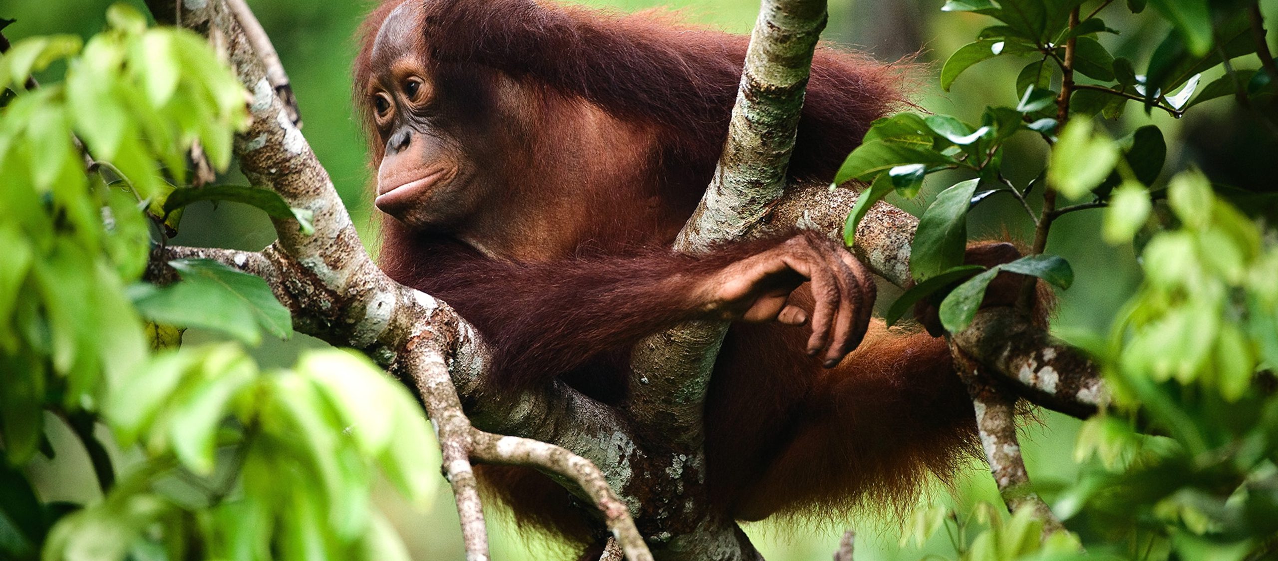 orangutan in Borneo