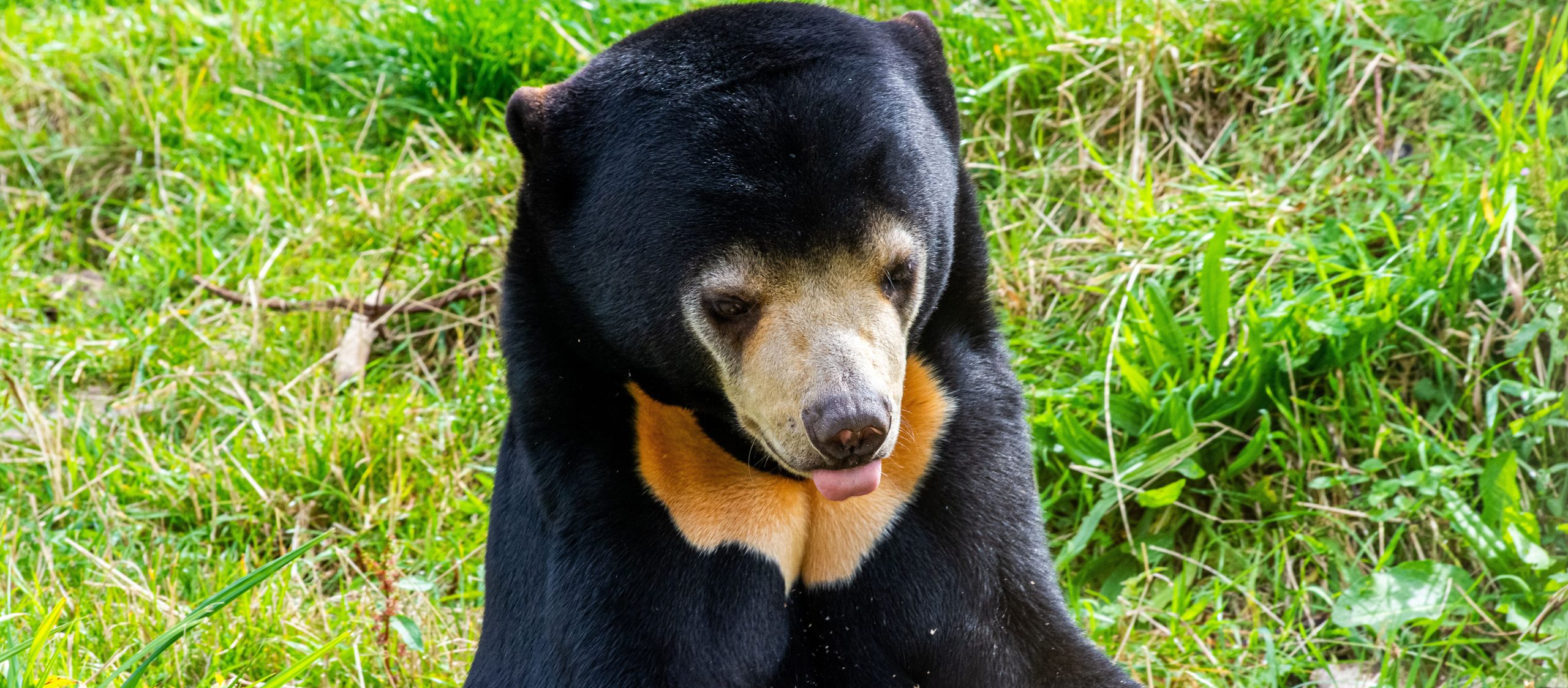 Sun beardarren welsh b Kmy6 LM3y KA unsplash