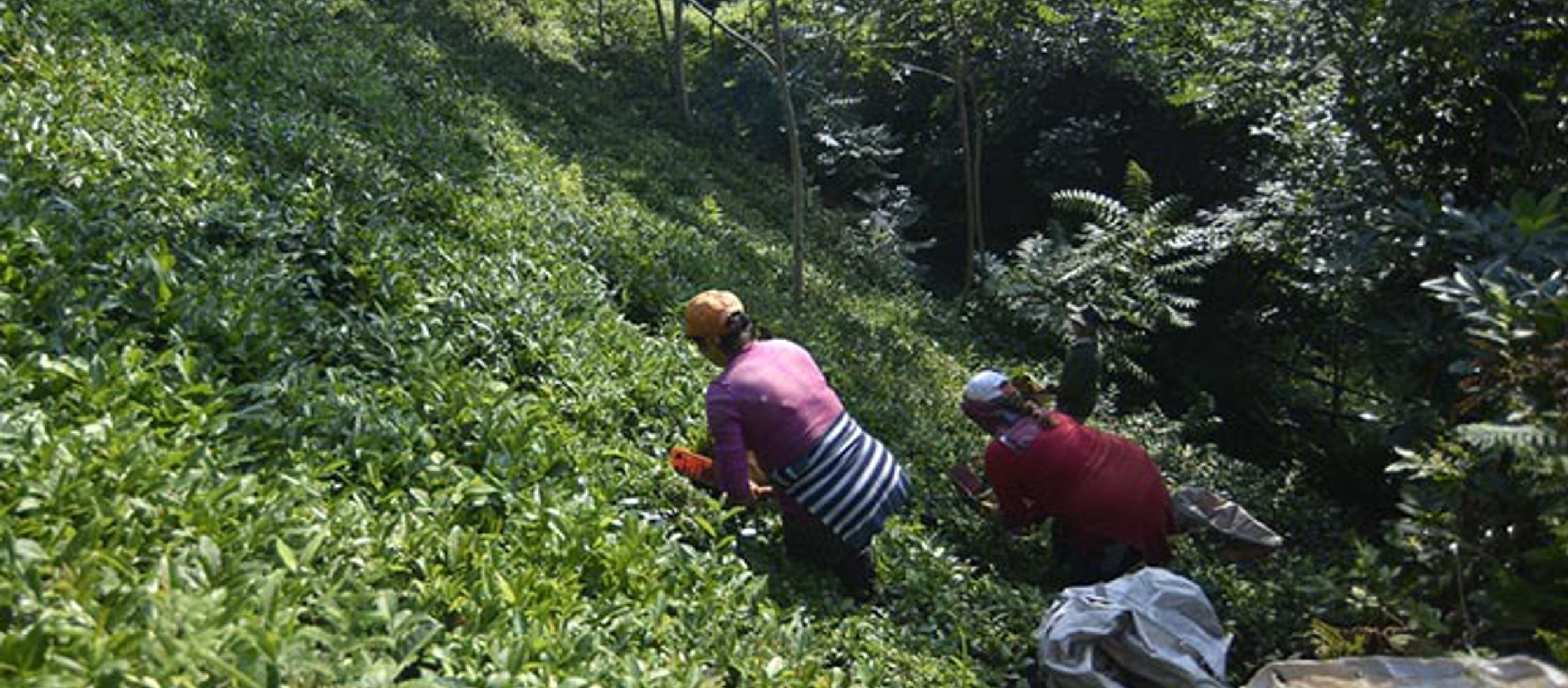 Women Picking Tea